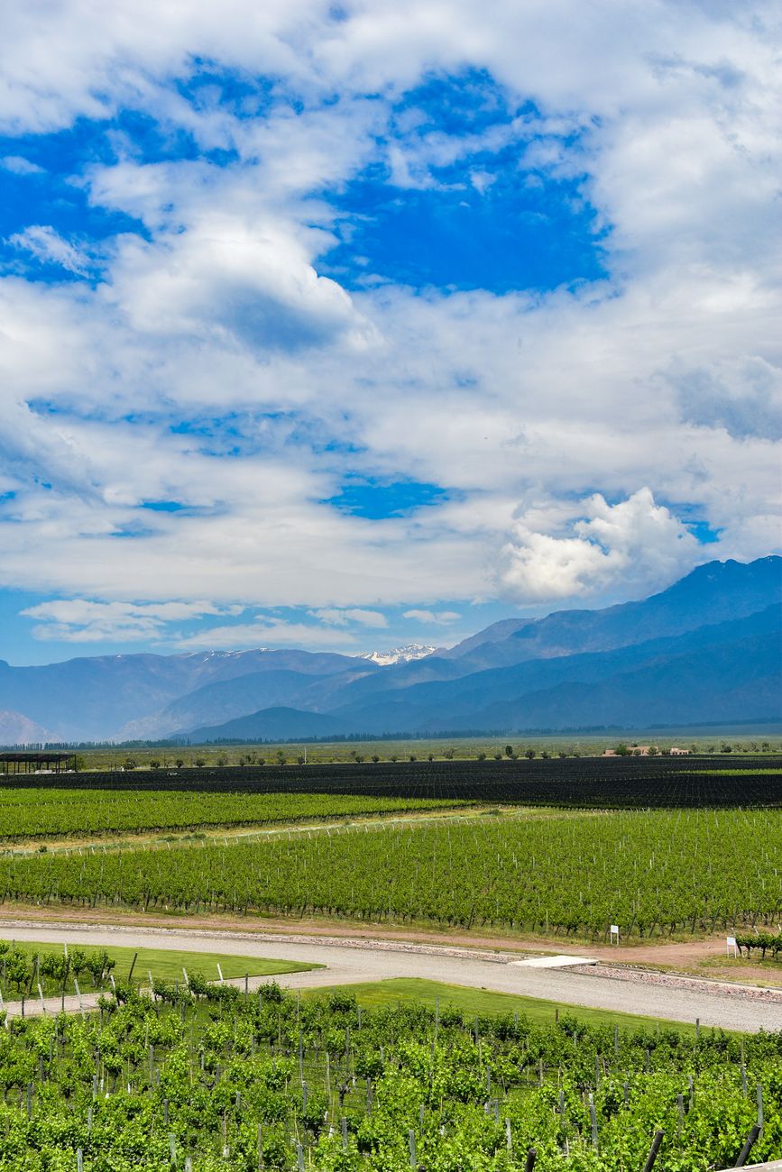 Viñedos al pie de la Cordillera de los Andes en Mendoza